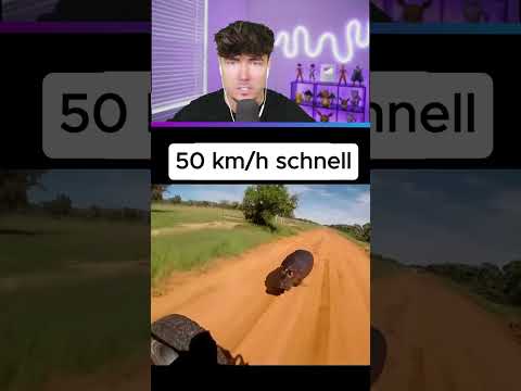 Tieren, vor denen du nicht weglaufen kannst 🤯#shorts #memes #lustig
