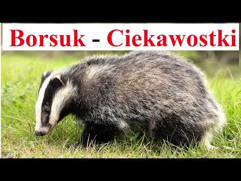 BORSUK - Ciekawostki o Zwierzętach