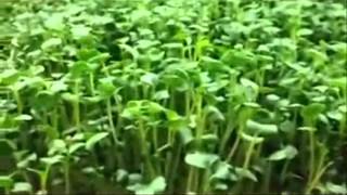 preview picture of video 'What are Microgreens? By Derby Line Microgreens in Derby Line, Vermont'