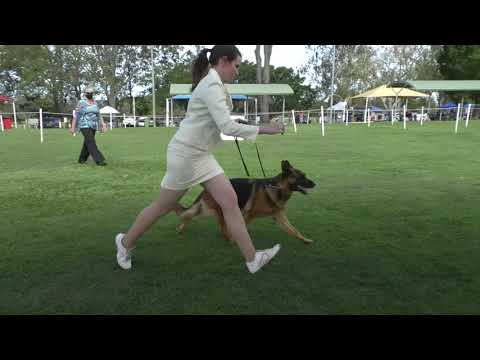 24 Oct 21 Beenleigh KC Champ Show