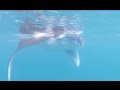 Best of MV Duke of York - Manta Trust Expedition - Maldives 2015, Manta, Eagle Ray, Sharks, Haie, Walhai, Whale Shark, Manta Trust Expedition, M/Y Duke of York, Malediven