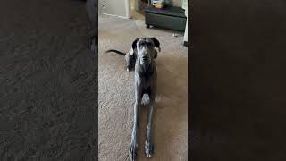Daisy | Blue Great Dane | Loves to get Ice Cream