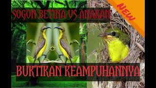 Download lagu SUARA PIKAT SOGON  BETINA VS ANAKAN UNTUK MEMIKAT SOGON YANG SUSAH TURUN.. mp3