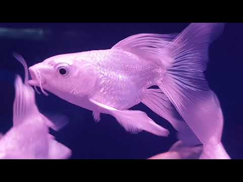 龍鯉種類