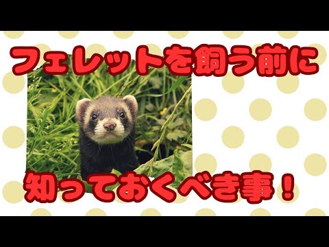 生後2ヶ月のメスのフェレット(イタチ・プトリウス・フロ)