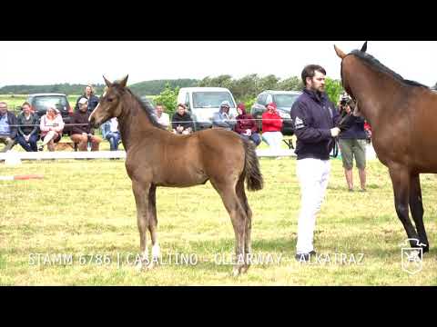 Fohlenprämierung Föhr 2019 | Stute | St. 6786 | Casaltino - Clearway - Alkatraz | Ocke Riewerts