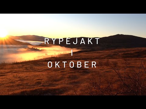 Rypejakt i oktober - 2022 | Rypejakt | Ripjakt | Ptarmigan hunting | Støkkjakt