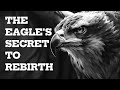 The Eagle S Secret To Rebirth Best Motivational Video