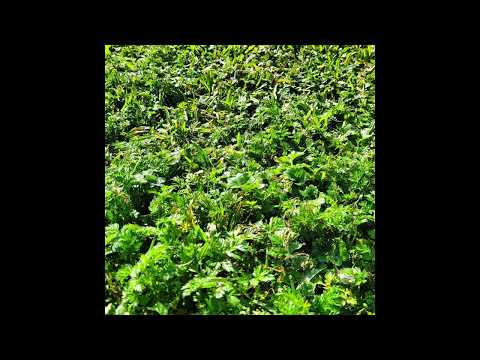 Difid - cerosesentay5