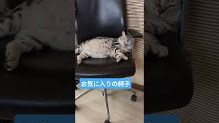 #cat#ねこ#cute