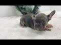 French Bulldog dogs for sale: Indie - Video 1