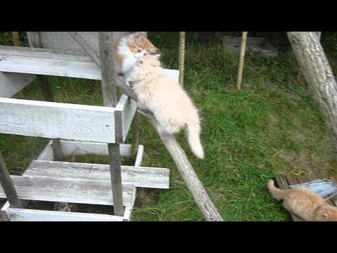 Persian kittens playing outside (safe fenced-in cat garden)
