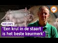 Is dit DE Varkensboerderij van de toekomst? 'Dierenbescherming zelfs tevreden'