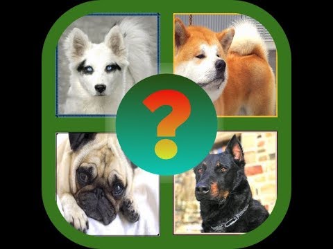 Угадай породу собак??? Video