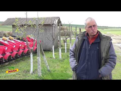 Protectia DEKALB - Buju Constantin