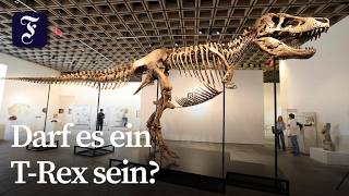 Saurierskelett „Gus“ wird in New York versteigert