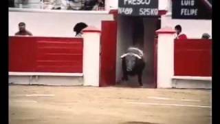 Winterfresh - Torero