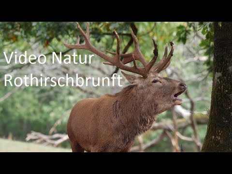 Rothirsch Brunft 2018 - Video Natur