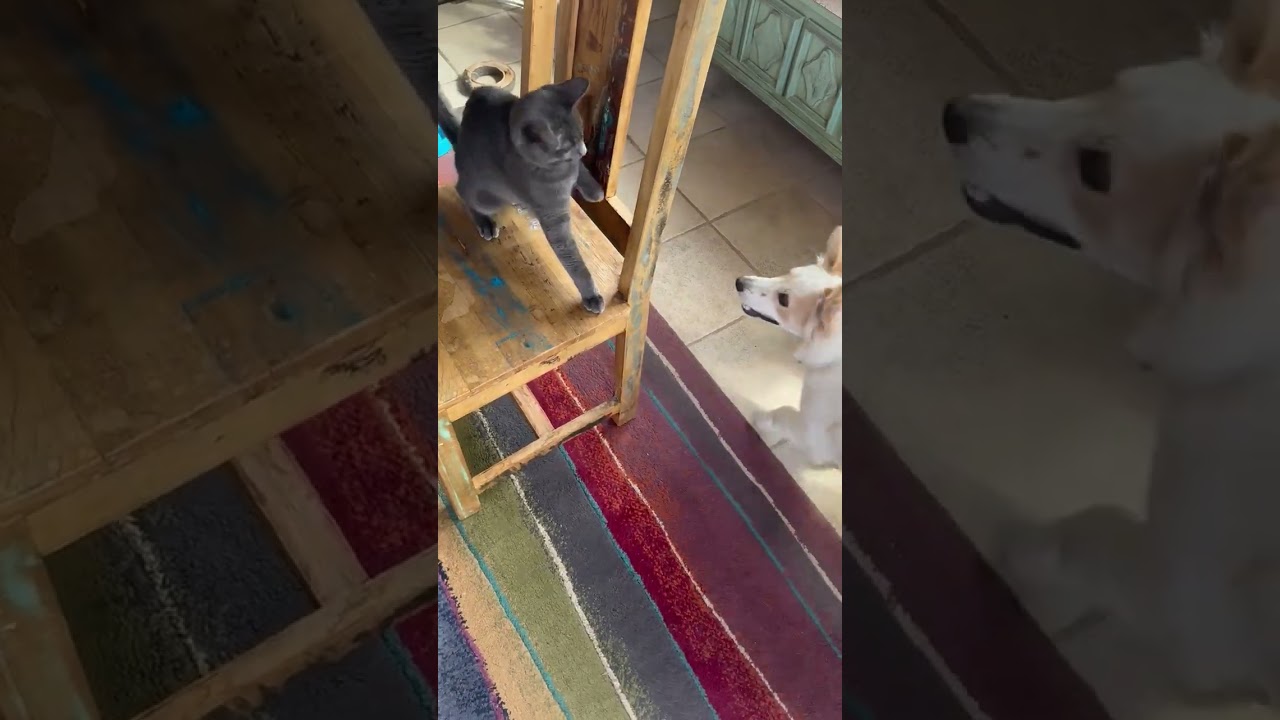 Enlarge Meeko, a Adopted mixed breed in Highlands Ranch, CO video 3/5