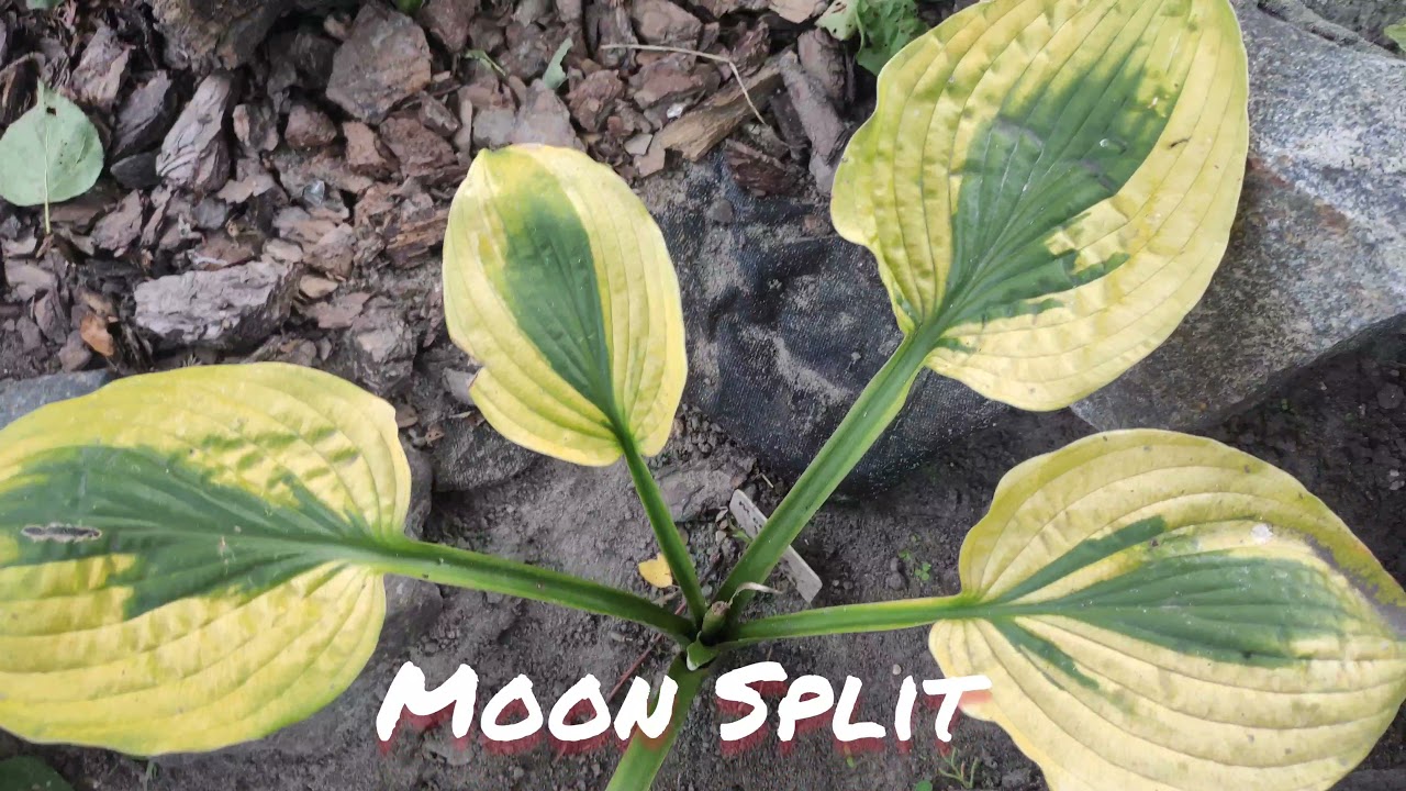 Хоста сорт Moon split осенний окрас