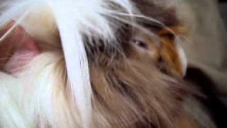 Lilith nervosa (Dies Irae)