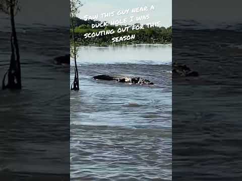 DINOSAUR IN MY DUCK POND #alligator #louisiana #gator #fyp