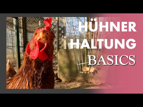 Hühnerhaltung 🐓🥚🧡 in EIGENEN GARTEN - Geht das? Was man wissen muss + Ihr lernt unsere Hühner kennen