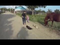 Câini Omorâți Cu Brutalitate Pentru Că Au Mușcat Un Copil