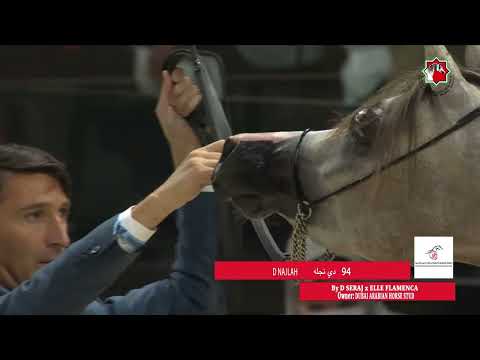 94 D NAJLAH _ ABU DHABI INTERNATIONAL HORSE CHAMPIONSHIP  22 - 25 February  2024