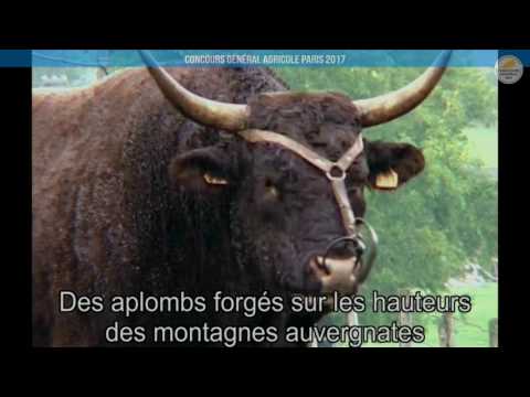 Voir la vidéo : Replay - Grand Ring | Mercredi 1 Mars CONCOURS SALERS