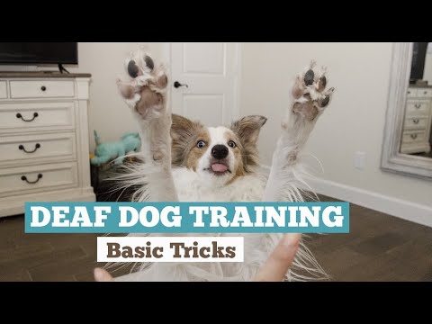 Deaf Dog Training -- Basic Tricks