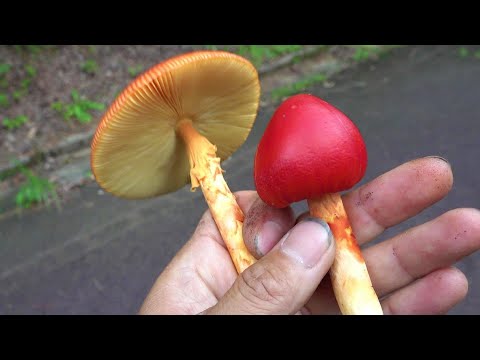 アンズタケは9月に収穫予定