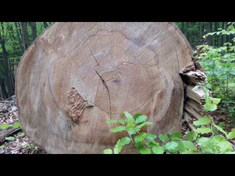 Pandolfis Consort spielt Telemann