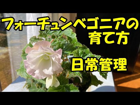 ベゴニアの花を咲かせる方法 インテリアメンテナンス品種