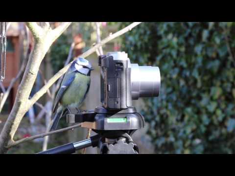 Curious Little Bird Looking at a Camera