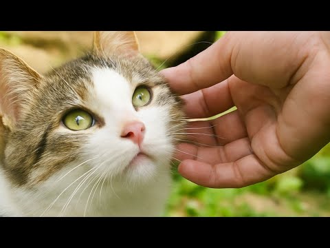 고양이 유튜브 촬영이 이렇게 어렵습니다..