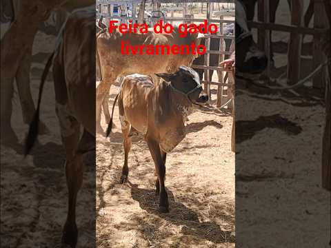 Feira do gado livramento Paraíba