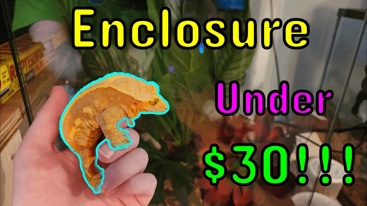 Cheapest Crested Gecko Enclosure (Under $30!)