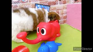 ハーフ犬の動画01