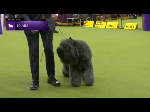 Bouviers des Flandres | Breed Judging 2025
