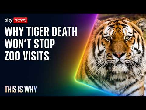 Tiger death won’t stop zoo visits. This Is Why
