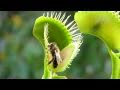 Venus flytrap eating a bee 