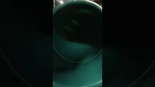 sliding down at chelsea tree house