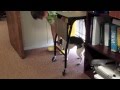 What Canine Cognitive Dysfunction Can Look Like