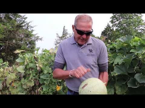 Growing Gourds- Part 2