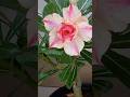 Meenootty S Garden Grafted Adenium Flowers Garden Shortsfeed