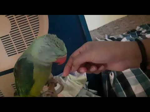 Dexter's parrot