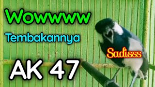 Download lagu Woww Tembakan AK 47 Gelatik Batu Gacor jos boskuh mp3