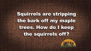 Q&A – How do I keep the squirrels from stripping the bark off my maple tree?