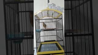 Download lagu Kenari isian blackrut durasi 1 menit up burung jawara mp3